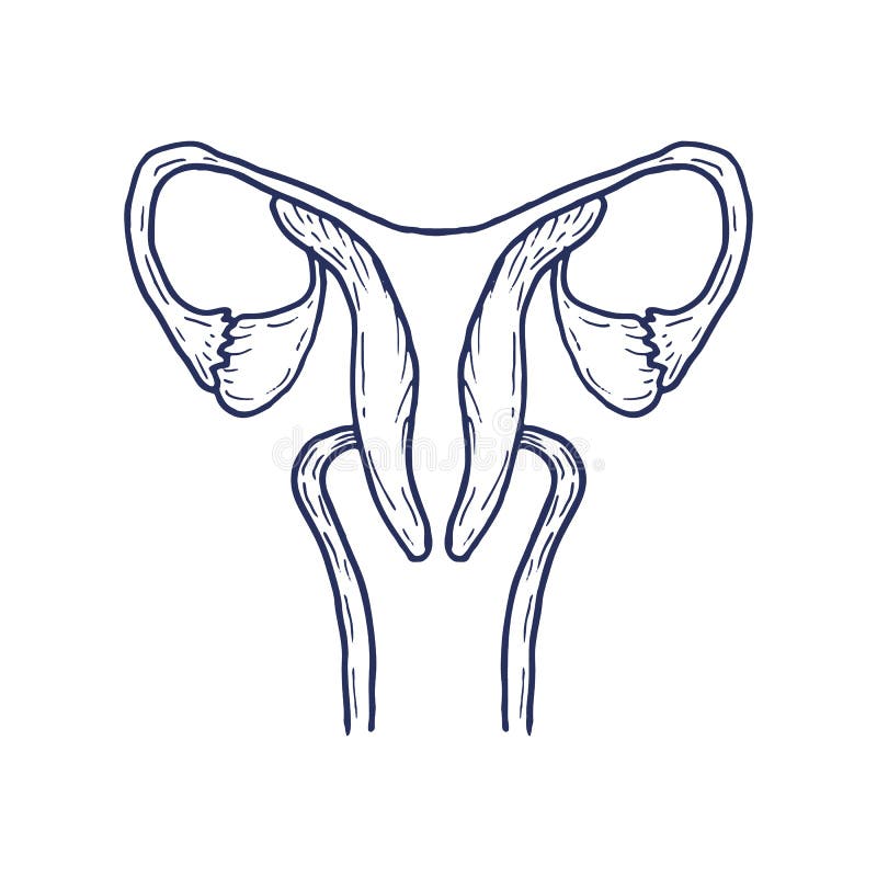 Uterus with ovary, cervix, fallopian tubes isolated on background. Female reproductive system.