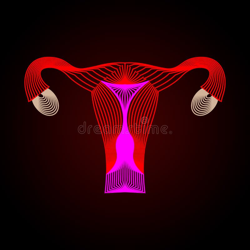 Uterus with ovary, cervix, fallopian tubes isolated on background. Female reproductive system. Healthy womb. Gynecology, anatomy c