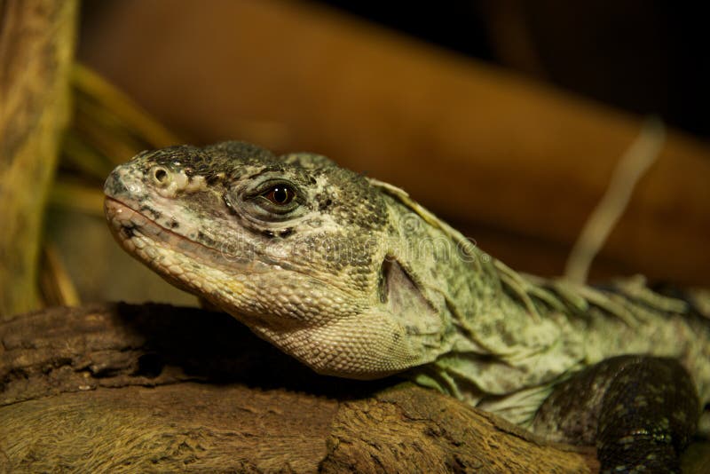 Utila spiny-tailed iguana in close-up on log stock photo Utila spiny-tailed iguana in close-up on log stock photo
