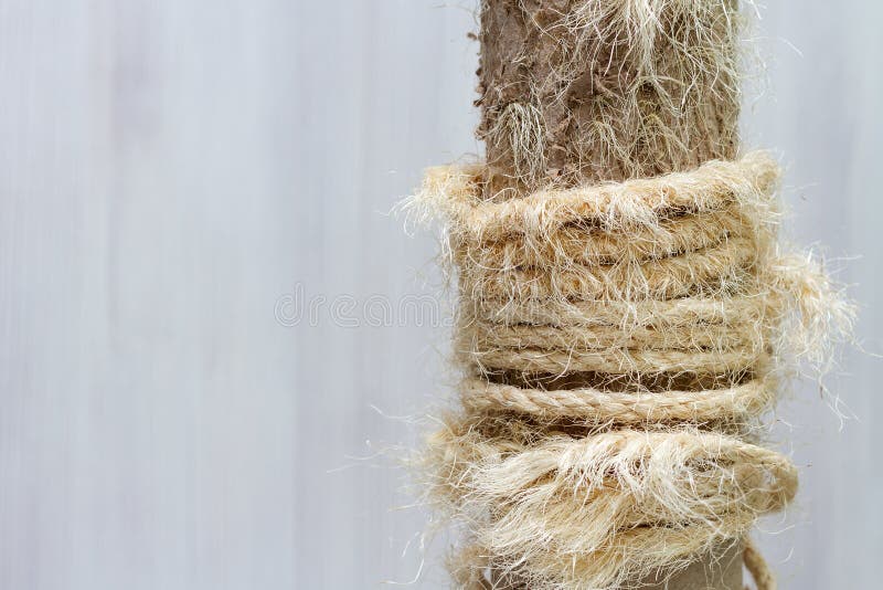 Utilise Rayant Le Courrier Avec Les Cordes Dechirees Vieil Arbre De Chat Image Stock Image Du Dechirees Chat Utilise Rayant Le Courrier Avec Les Cordes Dechirees Vieil Arbre De Chat Image Stock Image Du Dechirees Chat