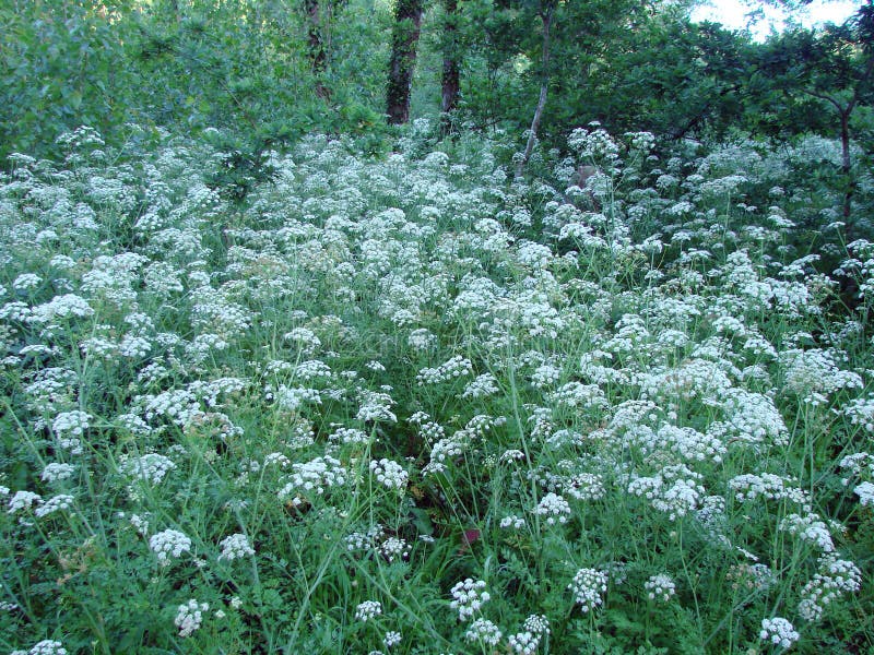 Utkanten av staden av Redondale spain Naturliga sikter av den spanska skogen och de olika vårblommorna royaltyfri bild Utkanten av staden av Redondale spain Naturliga sikter av den spanska skogen och de olika vårblommorna royaltyfri bild