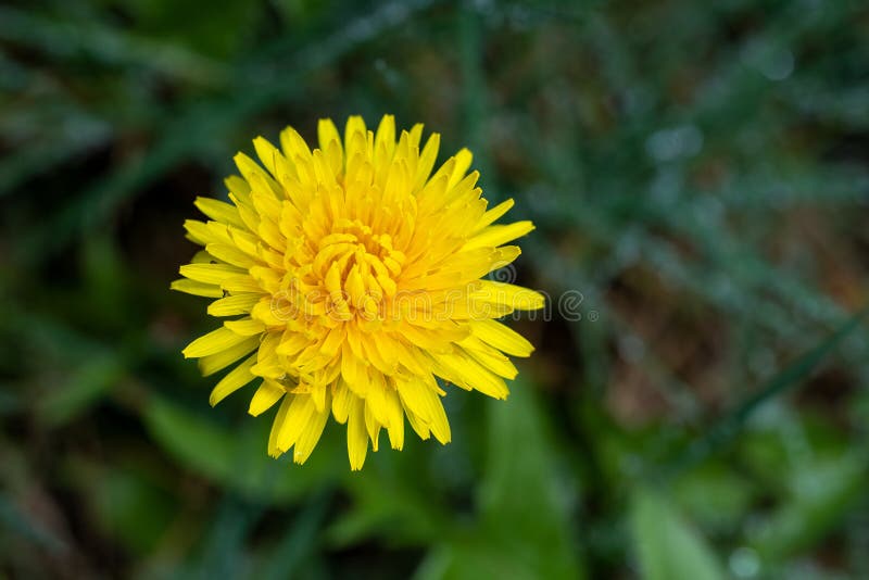 Utmaningar i en grät gul dandelion-blomning i en gräsmatta arkivbilder