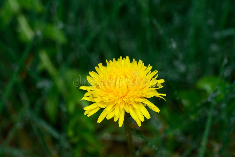 Utmaningar i en grät gul dandelion-blomning i en gräsmatta fotografering för bildbyråer