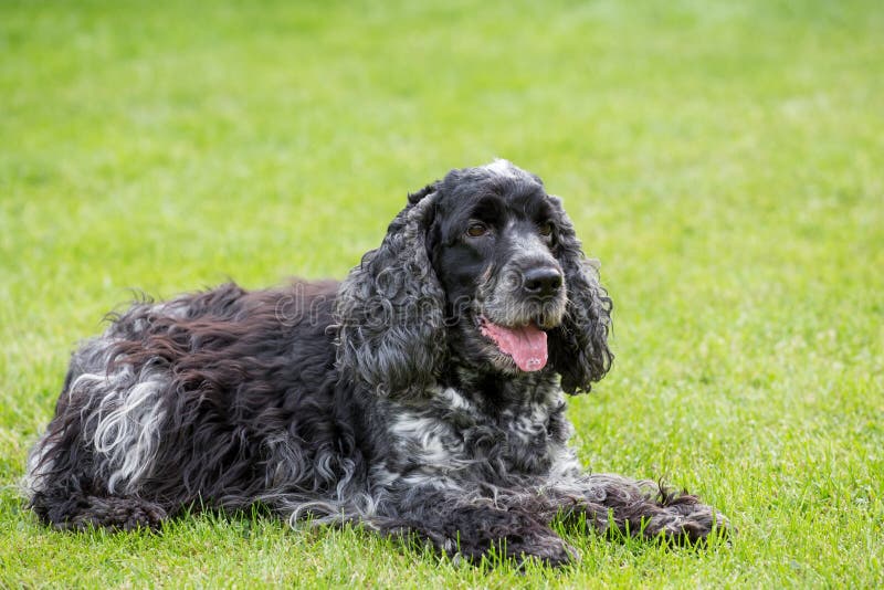 Utomhus- stående av den liggande engelska cockerspanieln royaltyfria foton Utomhus- stående av den liggande engelska cockerspanieln royaltyfria foton