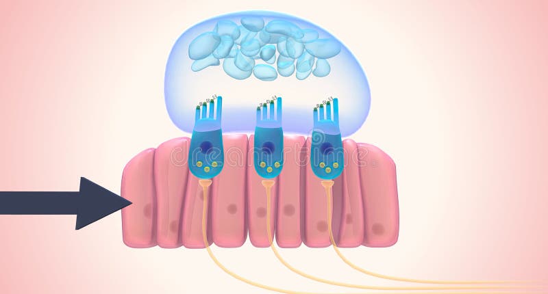 The utricle and saccule each have a small, thickened region called a macula positioned perpendicularly to each other