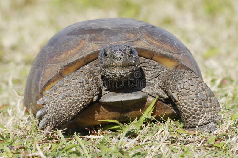 Utsatt för fara goffersköldpadda - Florida
