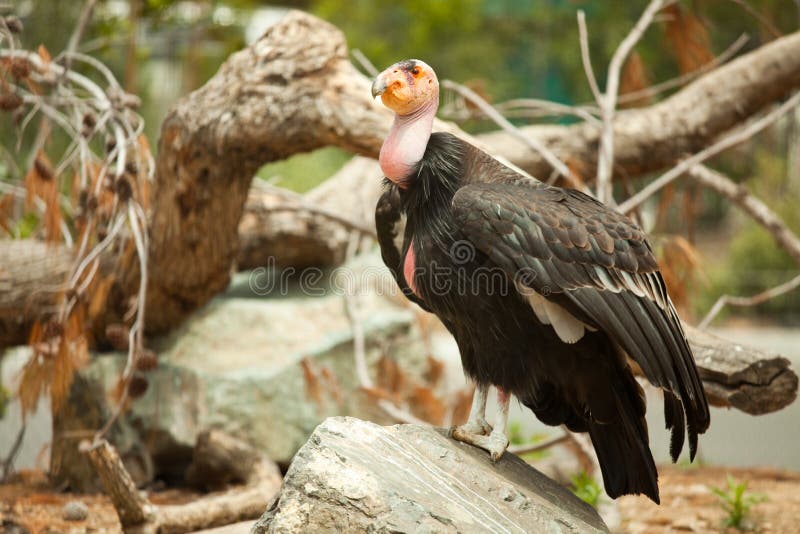 Utsatt för fara Kalifornien condor
