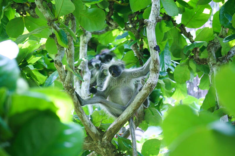 Utsatt för fara röd familj Piliocolobus, Procolobus kirkii för colobusapa i träden av den Jozani skogen, Zanzibar arkivbild Utsatt för fara röd familj Piliocolobus, Procolobus kirkii för colobusapa i träden av den Jozani skogen, Zanzibar arkivbild