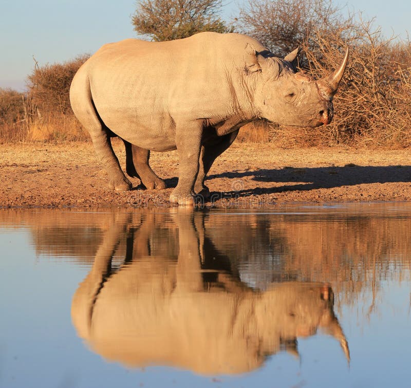 Utsatt för fara svart noshörning - - reflexion av art
