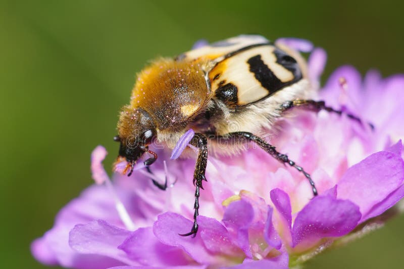 utskjutande blomma fotografering för bildbyråer utskjutande blomma fotografering för bildbyråer