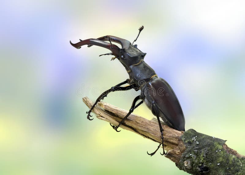 utskjutande fullvuxen hankronhjort för cervuslucanusmanlig royaltyfri bild utskjutande fullvuxen hankronhjort för cervuslucanusmanlig royaltyfri bild