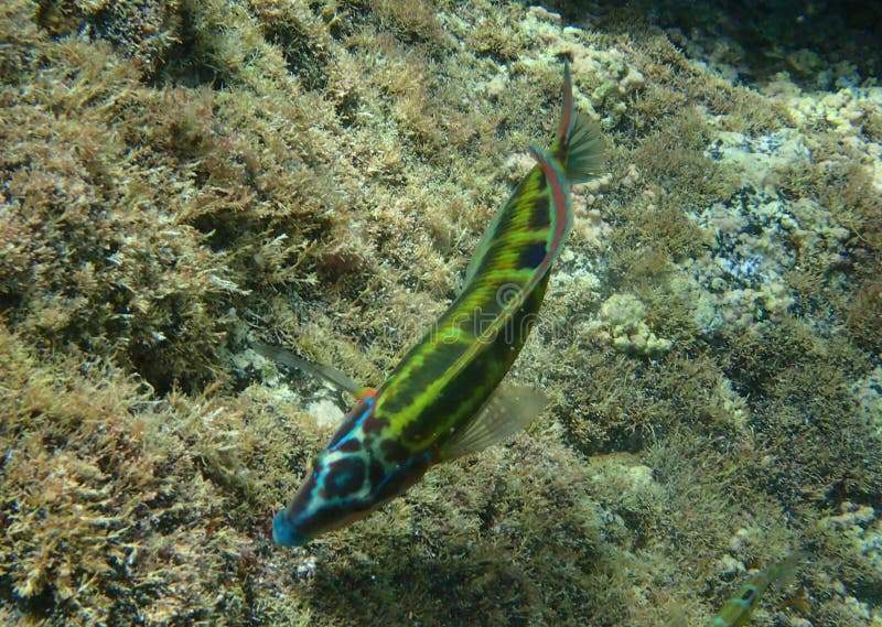 Utsmyckad Wrasse arkivfoton Utsmyckad Wrasse arkivfoton