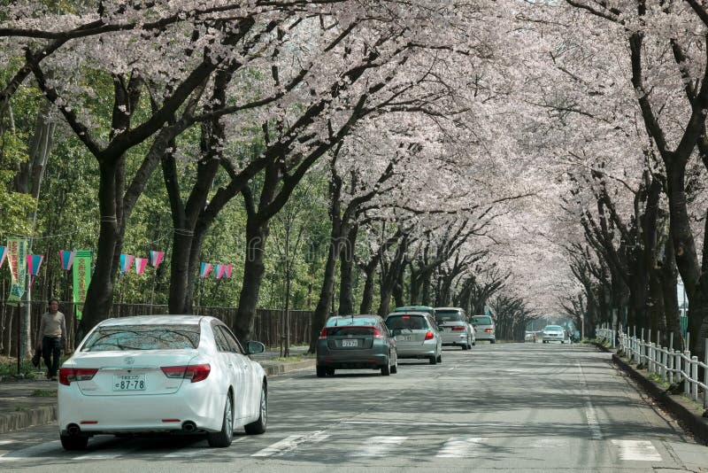 Utsunomiya Japan 6 April 2016; tourist driving cars through Sakura trees stock photo Utsunomiya Japan 6 April 2016; tourist driving cars through Sakura trees stock photo