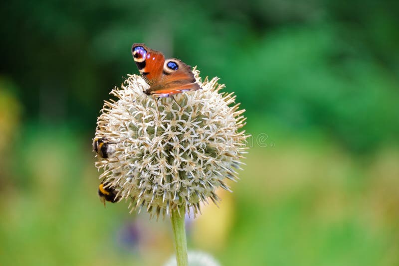 Utterfly of Peacock eye on the ball-shaped flower. The butterfly of Peacock eye on the ball-shaped flower closeup stock photos Utterfly of Peacock eye on the ball-shaped flower. The butterfly of Peacock eye on the ball-shaped flower closeup stock photos