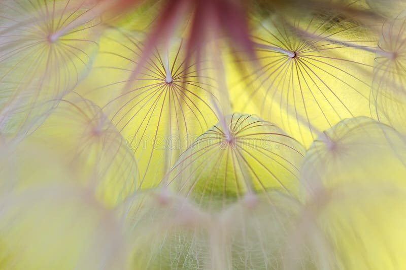 Uttryckligt makro för en avgränsning på gul bakgrund En vacker konstnärlig bild av en dandelion-nära Selektiv skärpa arkivfoton Uttryckligt makro för en avgränsning på gul bakgrund En vacker konstnärlig bild av en dandelion-nära Selektiv skärpa arkivfoton