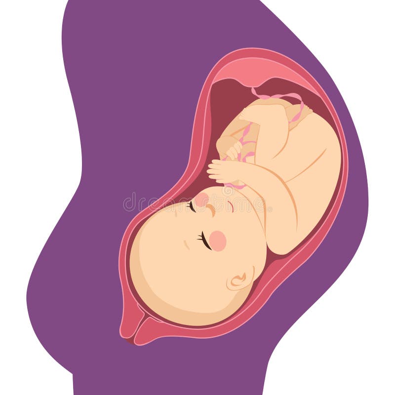 Utérus de ventre de bébé illustration libre de droits Utérus de ventre de bébé illustration libre de droits