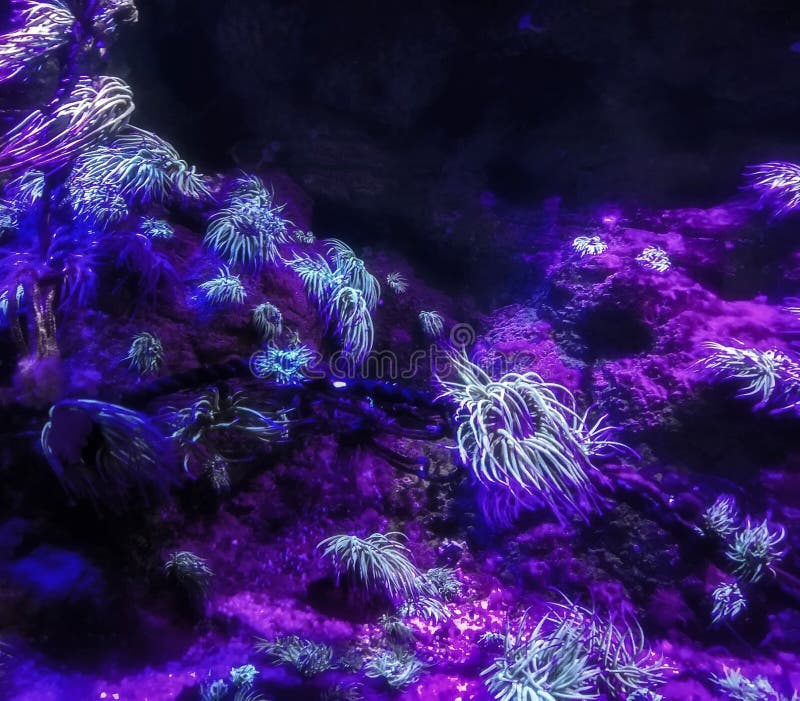 Underwater Uv Light Stock Photos Free & RoyaltyFree Stock Photos