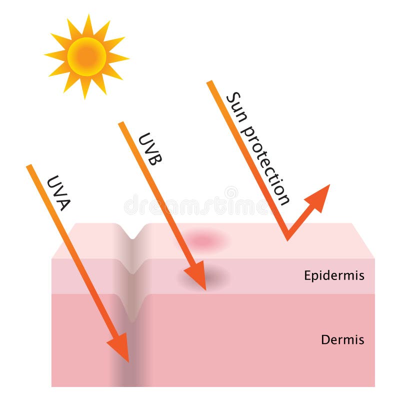 UV penetration and sun protection