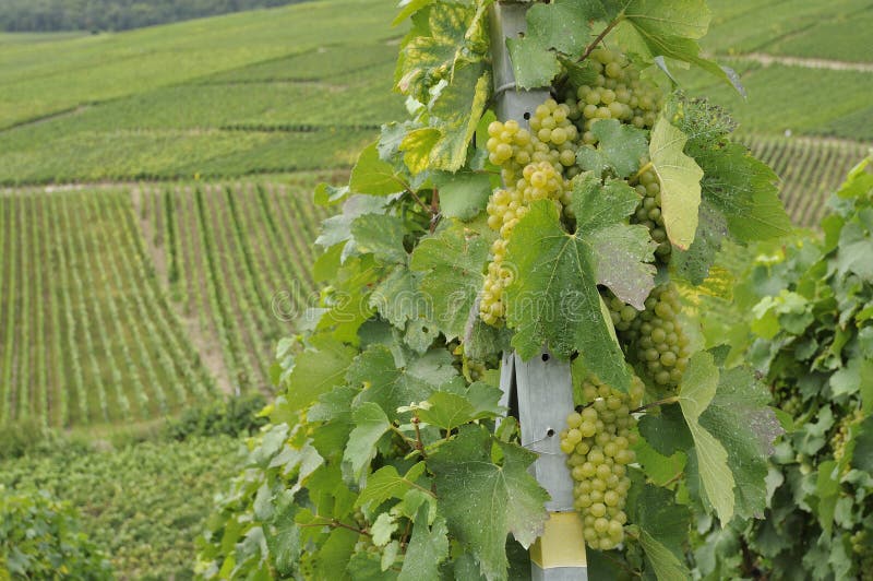 Uva 3 Di Champagne, Epernay Immagine Stock Immagine di naughty