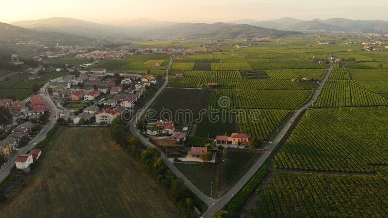 Uva aérea de los viñedos de los campos de los bosques