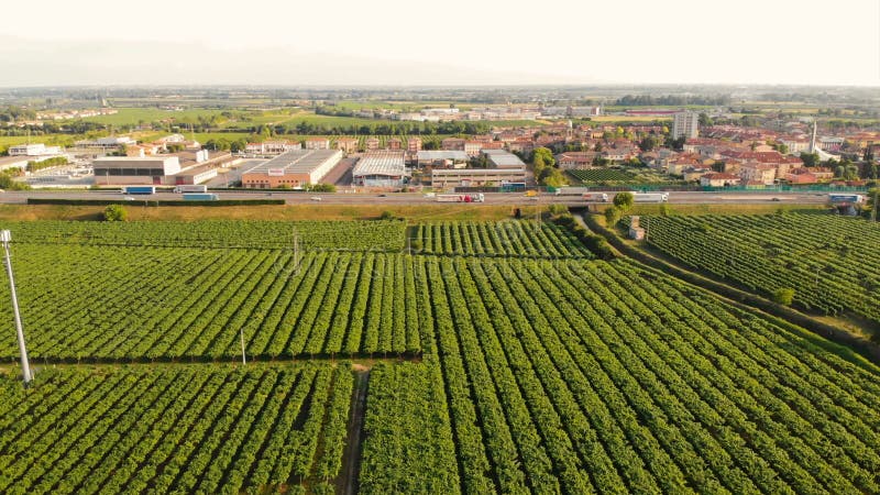 Uva aérea de los viñedos de los campos de los bosques