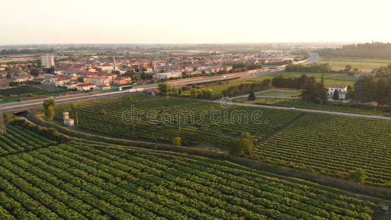 Uva aérea de los viñedos de los campos de los bosques