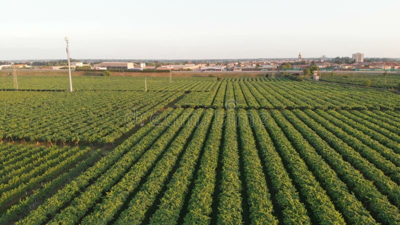 Uva aérea de los viñedos de los campos de los bosques