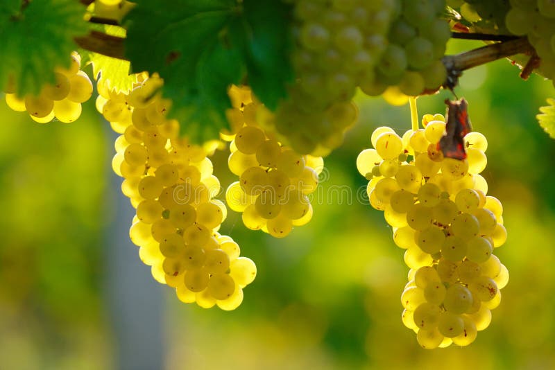 Uva de vino amarillo fotografía de archivo libre de regalías Uva de vino amarillo fotografía de archivo libre de regalías