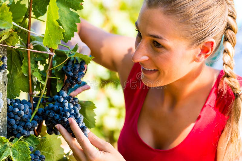 Woman picking grapes for making wine at harvest time in the sunshine. Woman picking grapes for making wine at harvest time in the sunshine