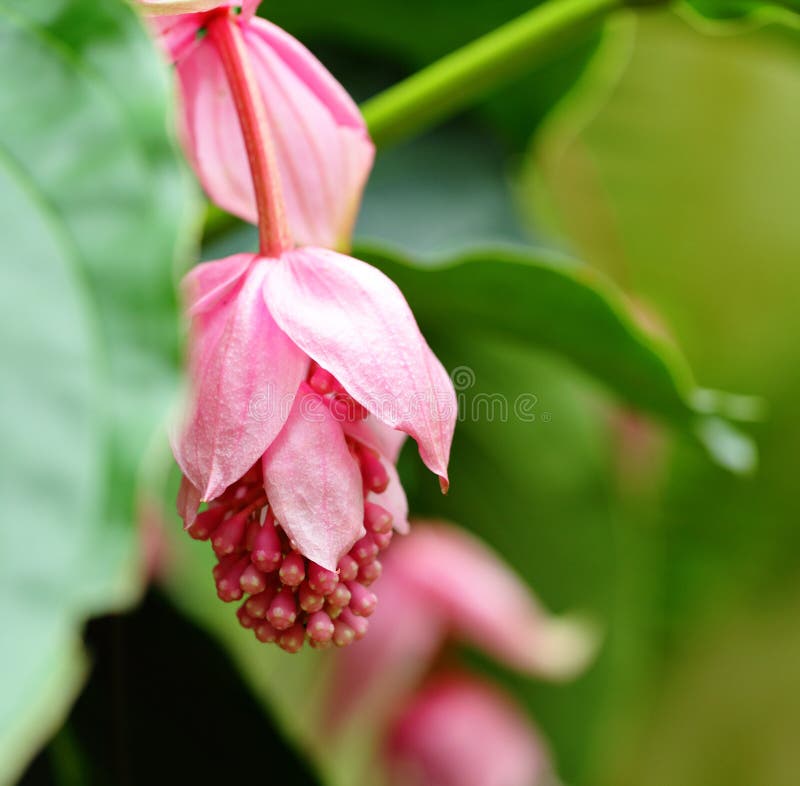 Uva di Rosa, medinilla Magnifica, melastomataceae fotografia stock Uva di Rosa, medinilla Magnifica, melastomataceae fotografia stock