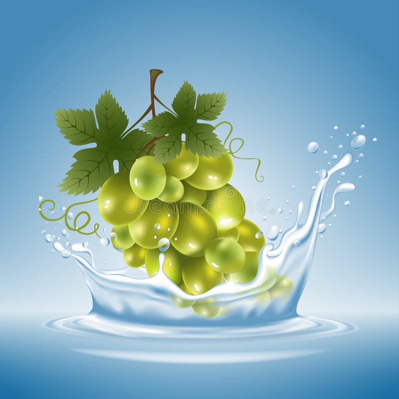 Uva nella spruzzata dell'acqua royalty illustrazione gratis Uva nella spruzzata dell'acqua royalty illustrazione gratis