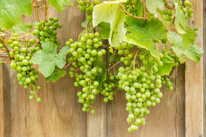 Uva non matura di Sauvignon Blanc sulla vite fotografia stock libera da diritti Uva non matura di Sauvignon Blanc sulla vite fotografia stock libera da diritti