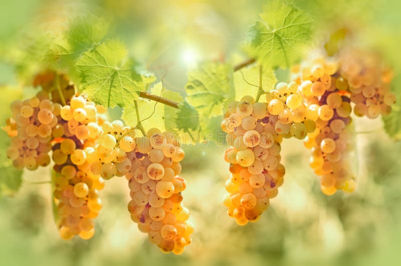 Uva Riesling en viñedo - el gusto y el color de la uva les gusta la miel
