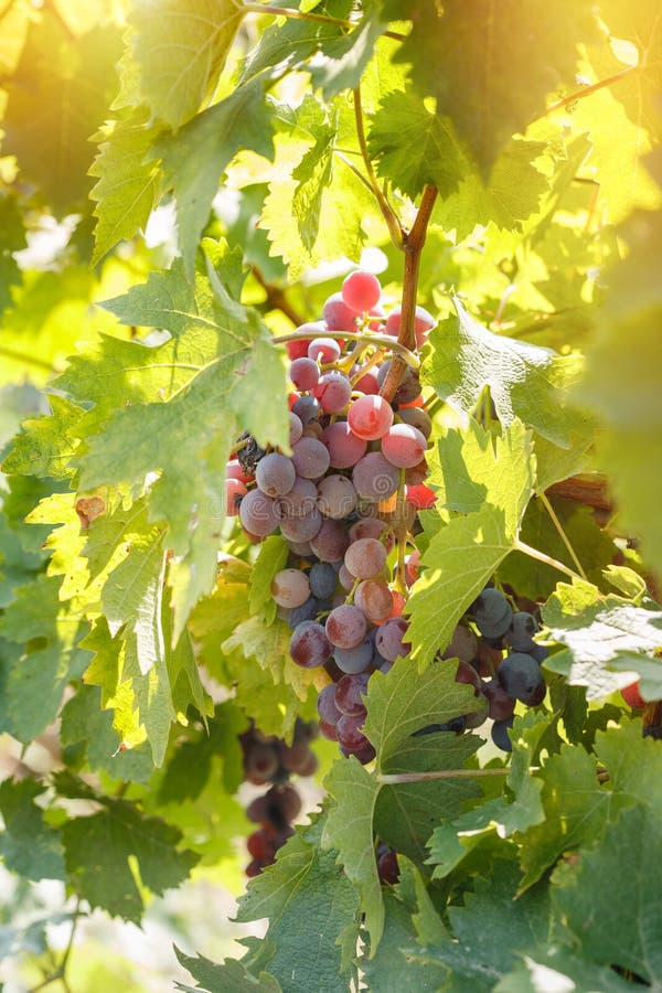 Uva rossa & x28; grape& porpora x29; - acini d'uva sulla vigna fotografia stock libera da diritti