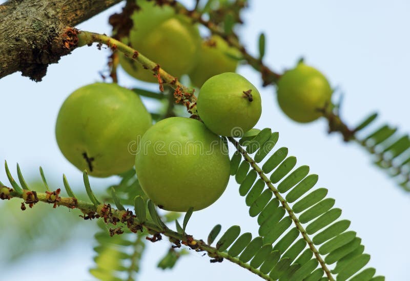Phyllanthus Emblica Samen - Indische Stachelbeere Amla Baum Samen Für Anbau Zu Hause