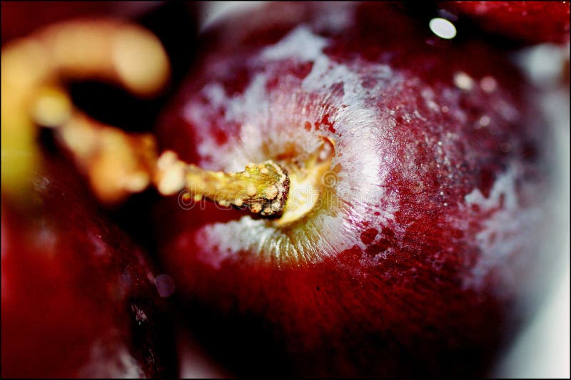 Grape in unusual position with stem. Close up Nikon camera with tamron macro len. Grape in unusual position with stem. Close up Nikon camera with tamron macro len