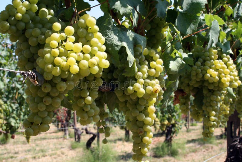 Rows of vines with white grapes Photo taken in Italy: September 22th, 2009. Rows of vines with white grapes Photo taken in Italy: September 22th, 2009