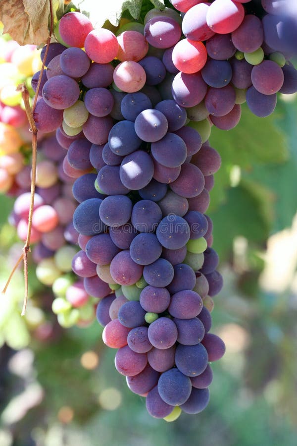 Bunch of black grapes close up. Photo taken in Italy: September 22th, 2009. Bunch of black grapes close up. Photo taken in Italy: September 22th, 2009