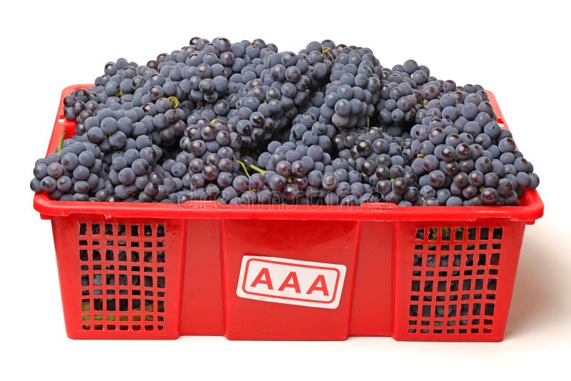 Uvas imagem de stock royalty free Uvas imagem de stock royalty free