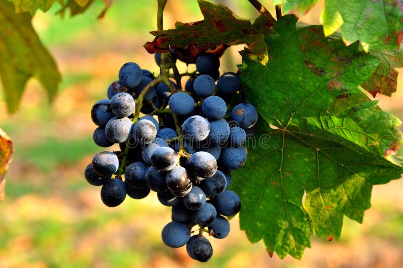 Uvas azules fotografía de archivo libre de regalías Uvas azules fotografía de archivo libre de regalías