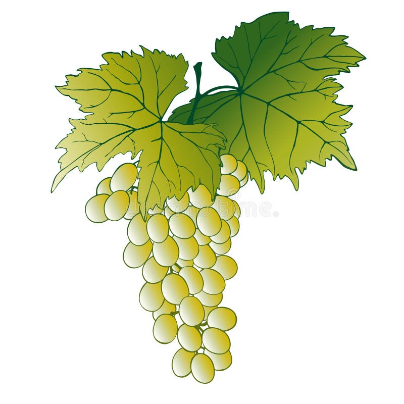 Uvas com folhas ilustração do vetor