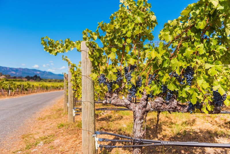 Uvas de vinho tinto no Vineyard de Napa Valley California imagem de stock Uvas de vinho tinto no Vineyard de Napa Valley California imagem de stock
