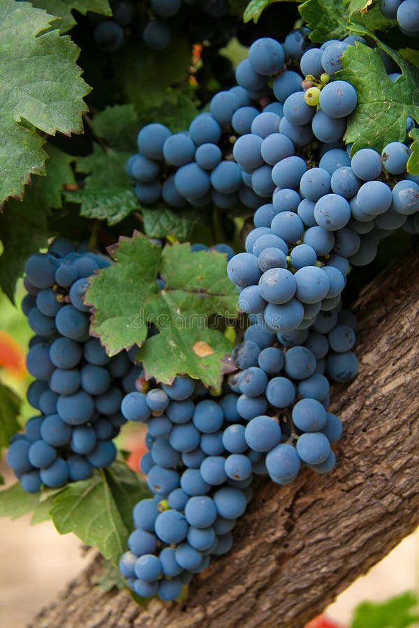 Uvas de vino imagenes de archivo Uvas de vino imagenes de archivo