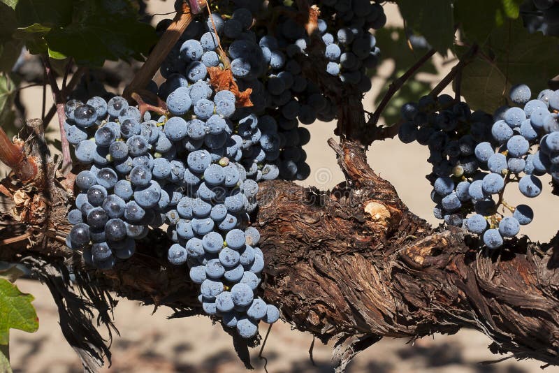 Uvas del Merlot en vid imagenes de archivo Uvas del Merlot en vid imagenes de archivo
