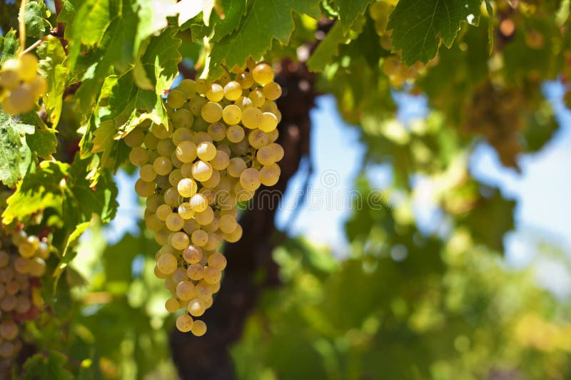 Uvas del vino blanco fotos de archivo libres de regalías