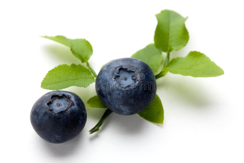 Uvas-do-monte imagem de stock Uvas-do-monte imagem de stock