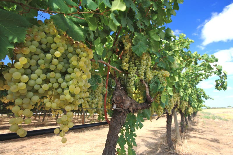 Uvas en yarda del vino imagen de archivo libre de regalías Uvas en yarda del vino imagen de archivo libre de regalías