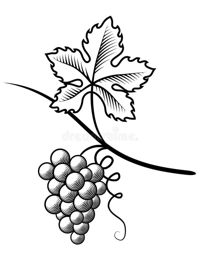 Uvas Gravura de imitação Ilustração do vetor ilustração do vetor Uvas Gravura de imitação Ilustração do vetor ilustração do vetor