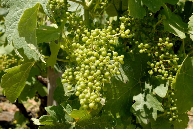 Uvas inmaduras jovenes fotos de archivo