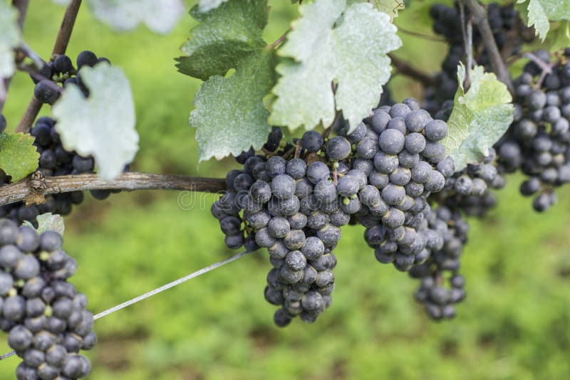 Uvas listas para ser cosechado para la producción de vino siguiente imagen de archivo libre de regalías Uvas listas para ser cosechado para la producción de vino siguiente imagen de archivo libre de regalías